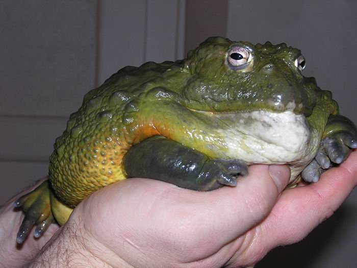 africanbullfrog